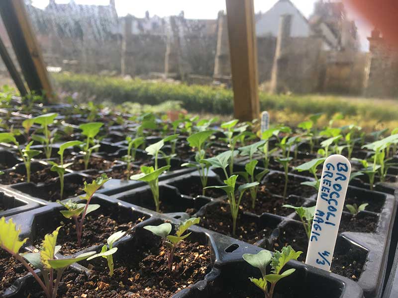 Food production at the historic Castle’s Walled Garden in Bishop Auckland.