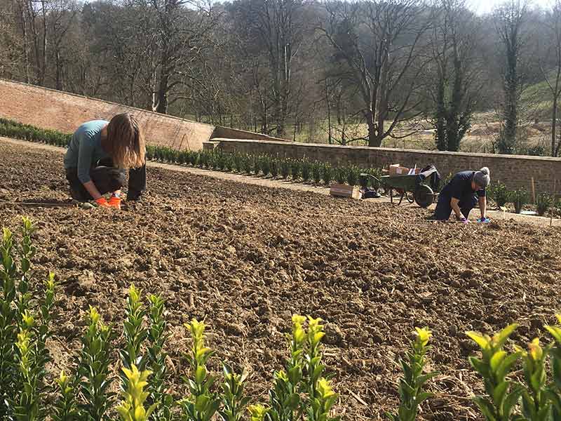 Tam Mayor and Rebecca Chieke, TAP Engagement Team planting produce at the historic Auckland Castle’s Walled Garden.